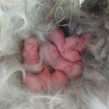 Kako pravilno hraniti male zečeve